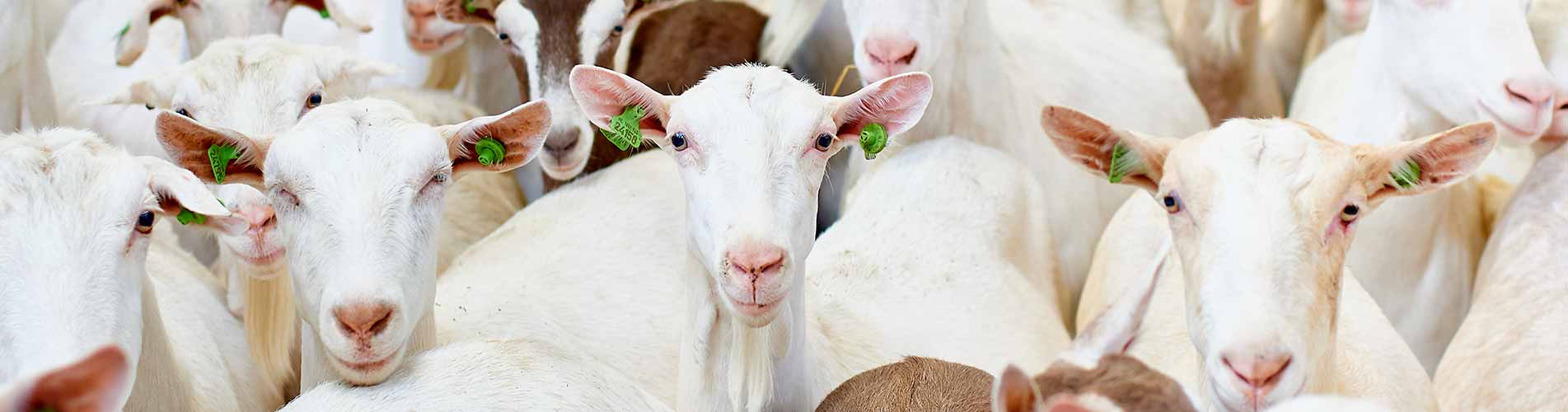 Wie geht eigentlich Platte?